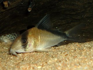 Hoplisoma davidsandsi
