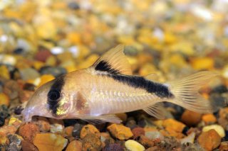 Hoplisoma davidsandsi