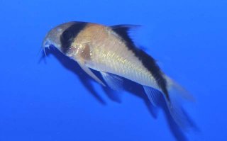 Hoplisoma davidsandsi