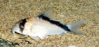 Hoplisoma davidsandsi