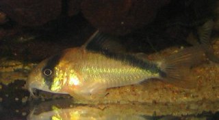 Hoplisoma davidsandsi