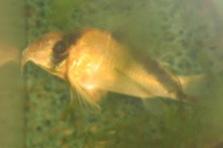 Hoplisoma davidsandsi
