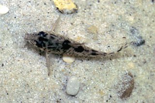 Hoplisoma diphyes