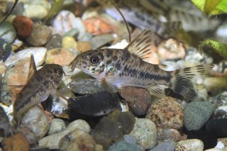 Hoplisoma diphyes