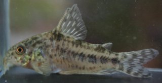 Hoplisoma diphyes