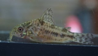 Hoplisoma diphyes