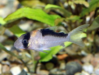 Hoplisoma duplicareum