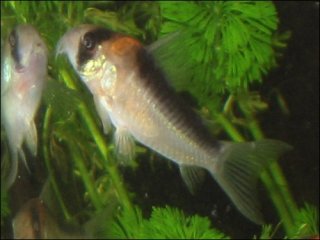 Hoplisoma duplicareum