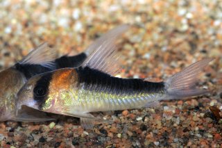 Hoplisoma duplicareum