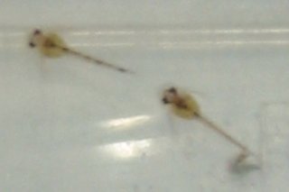Hoplisoma duplicareum