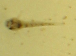 Hoplisoma duplicareum