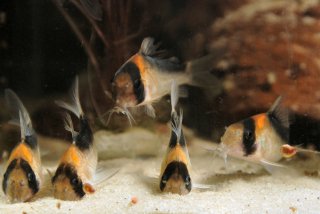 Hoplisoma duplicareum