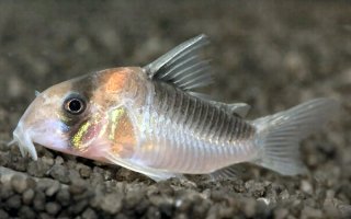 Hoplisoma duplicareum