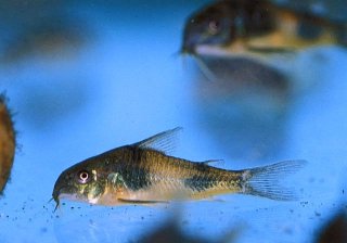 Hoplisoma ehrhardti