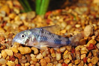 Hoplisoma ehrhardti