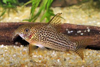 Hoplisoma eversi
