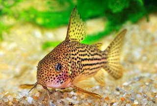Hoplisoma eversi