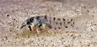 Hoplisoma eversi