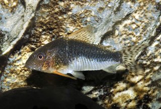 Hoplisoma gossei