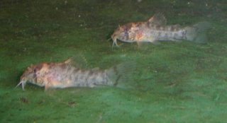 Hoplisoma gossei