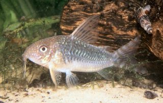 Hoplisoma gossei