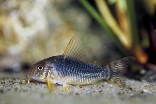 Hoplisoma gossei