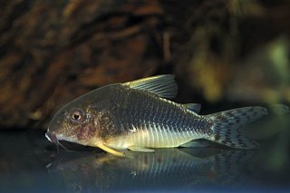 Hoplisoma gossei