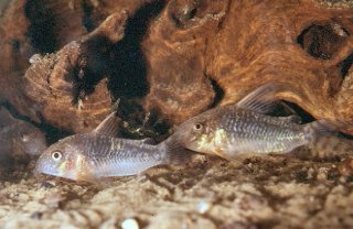 Hoplisoma gossei