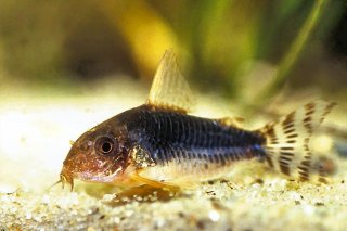 Hoplisoma gossei