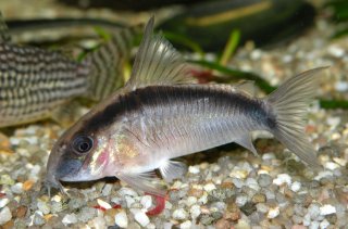 Hoplisoma granti