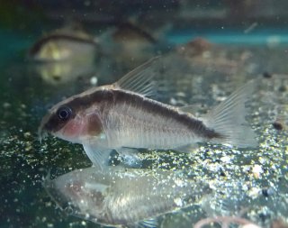 Hoplisoma granti