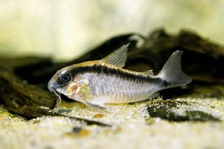 Hoplisoma granti