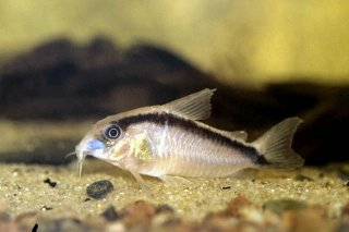 Hoplisoma granti