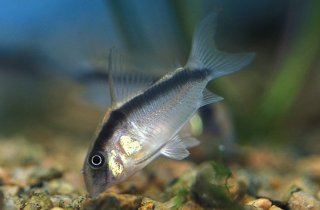 Hoplisoma granti