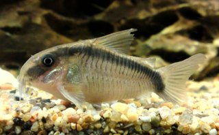 Hoplisoma granti