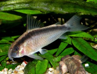 Hoplisoma granti