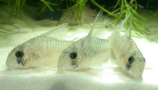Hoplisoma griseum