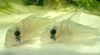 Hoplisoma griseum