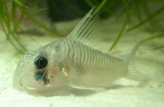 Hoplisoma griseum