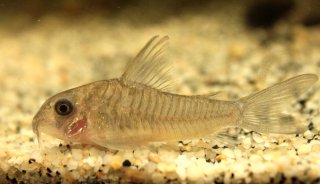 Hoplisoma griseum