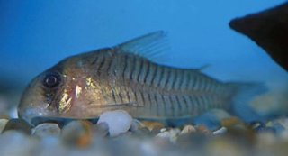 Hoplisoma griseum
