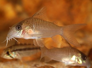 Hoplisoma guianense