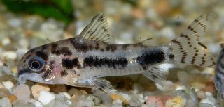 Hoplisoma habrosum