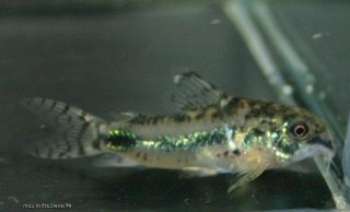 Hoplisoma habrosum