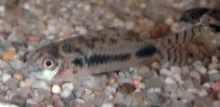 Hoplisoma habrosum