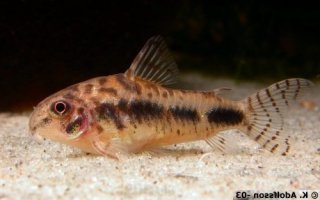 Hoplisoma habrosum