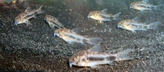 Hoplisoma habrosum