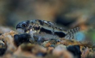 Hoplisoma habrosum