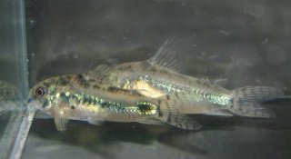 Hoplisoma habrosum
