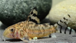 Hoplisoma hypnos